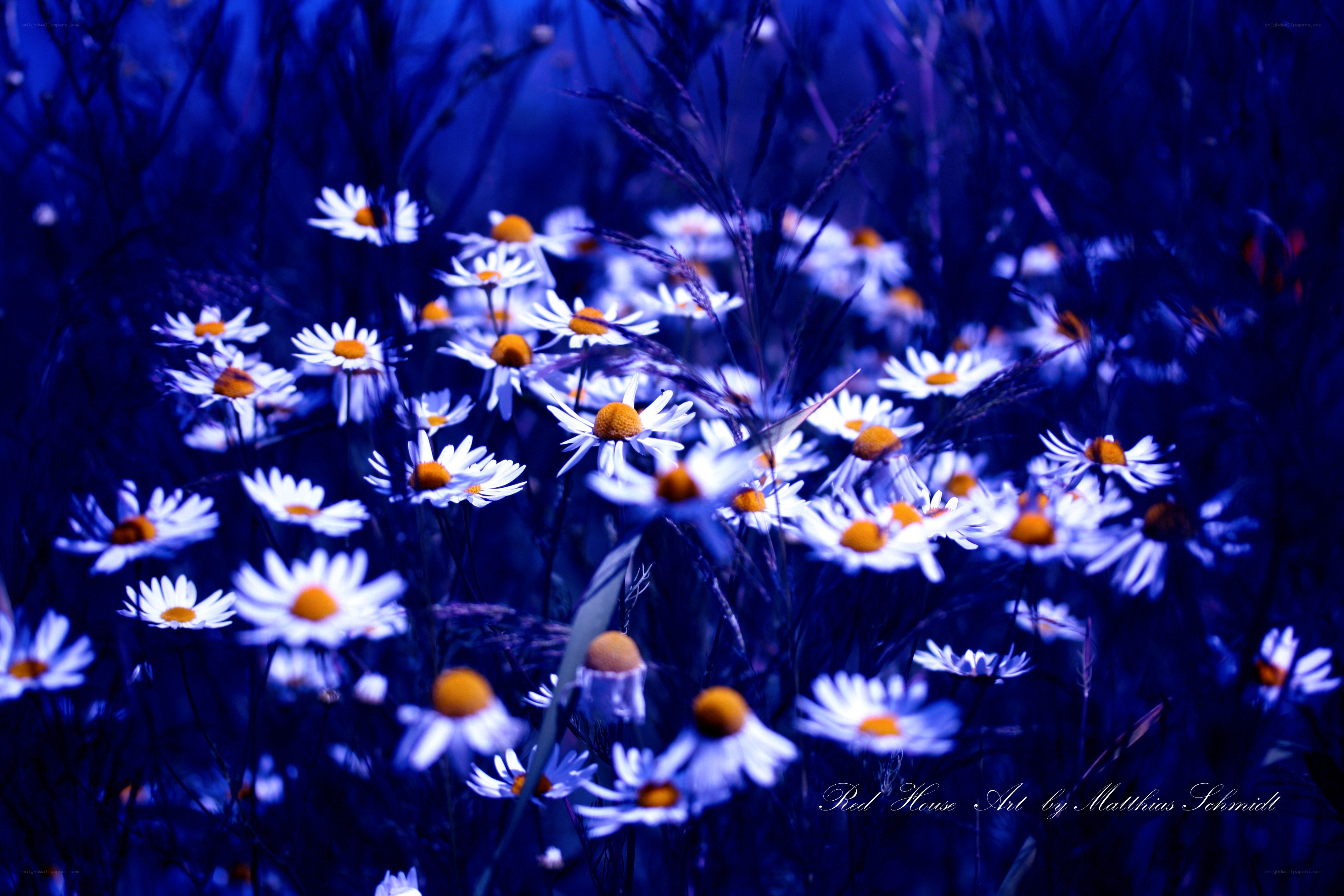 Blue-toned daisy field