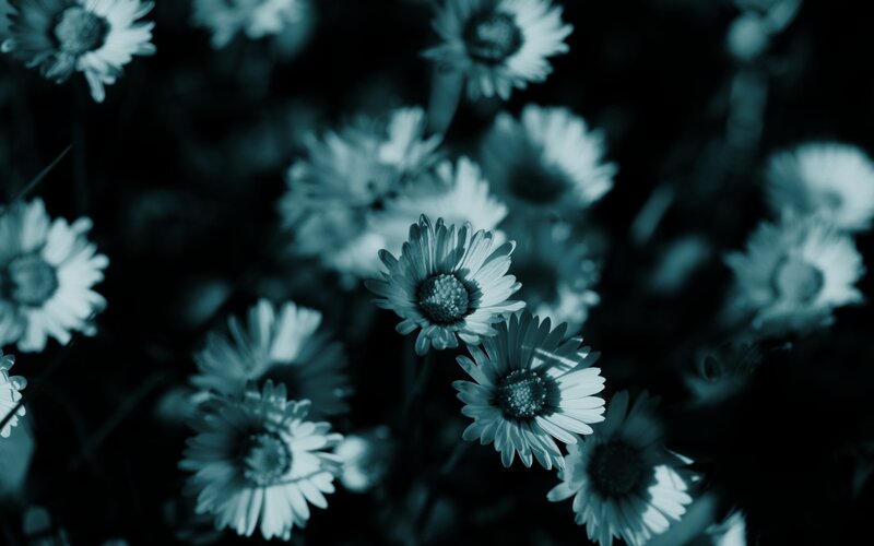 Blue-toned daisy flowers