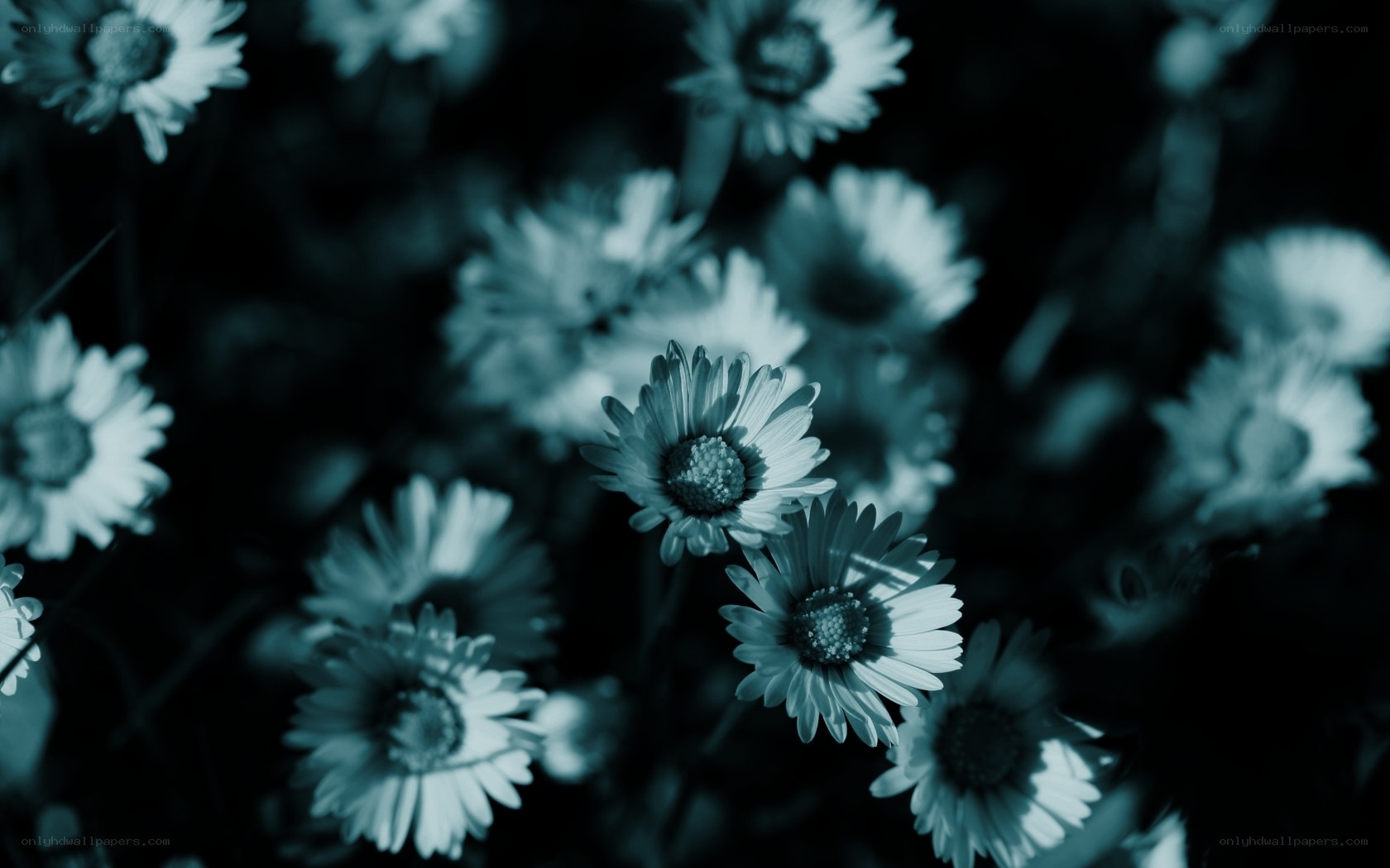 Blue-toned daisy flowers