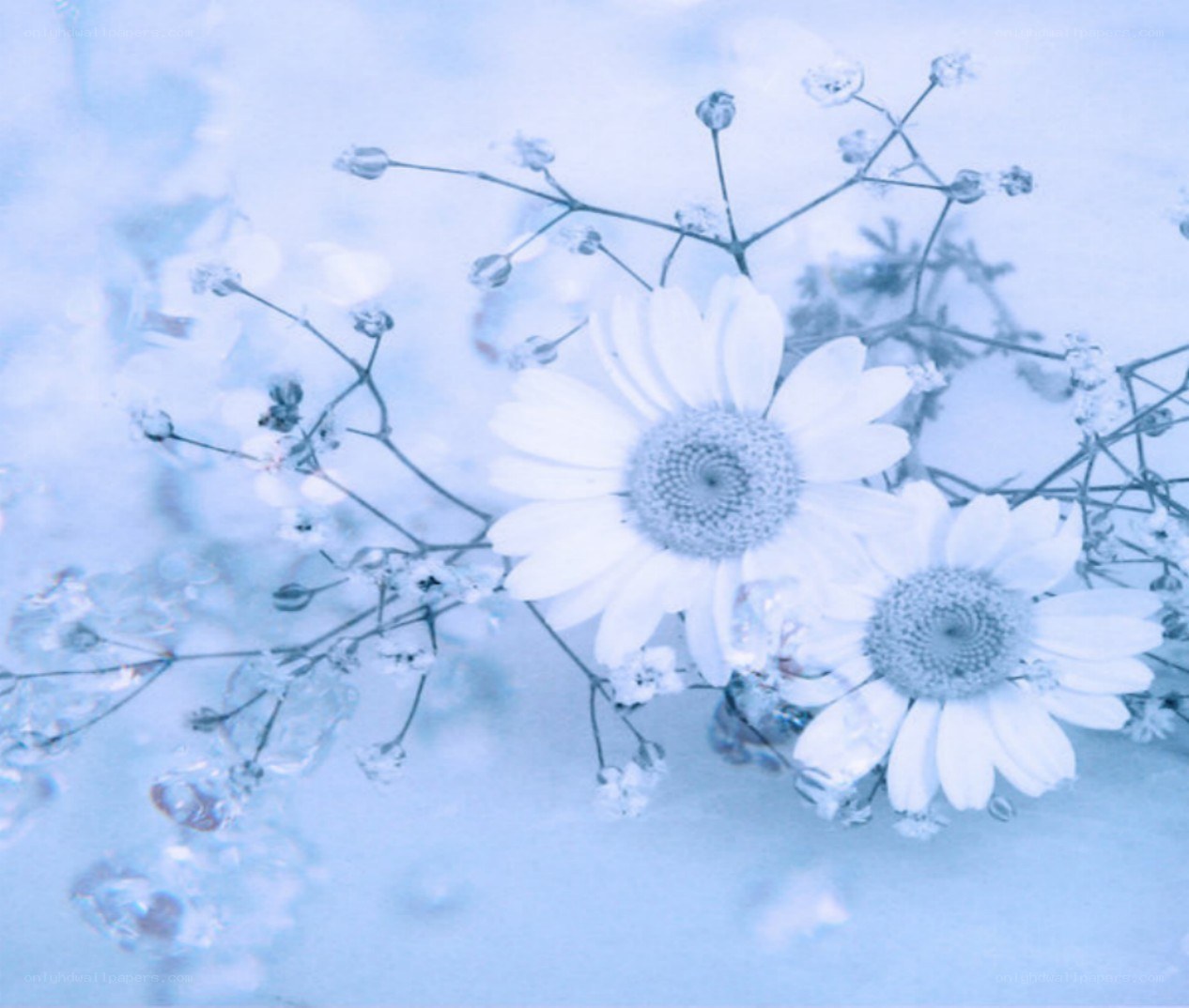 blue-toned daisy flowers