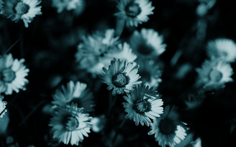 Blue-toned daisy flowers