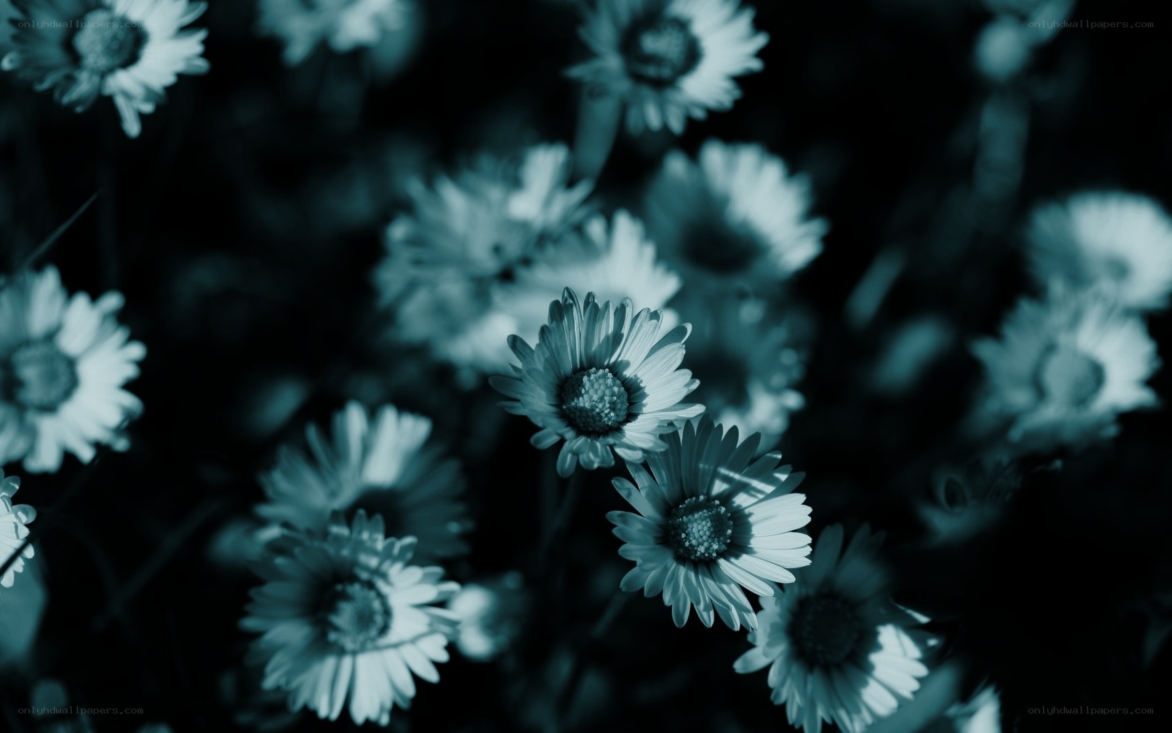 Blue-toned daisy flowers