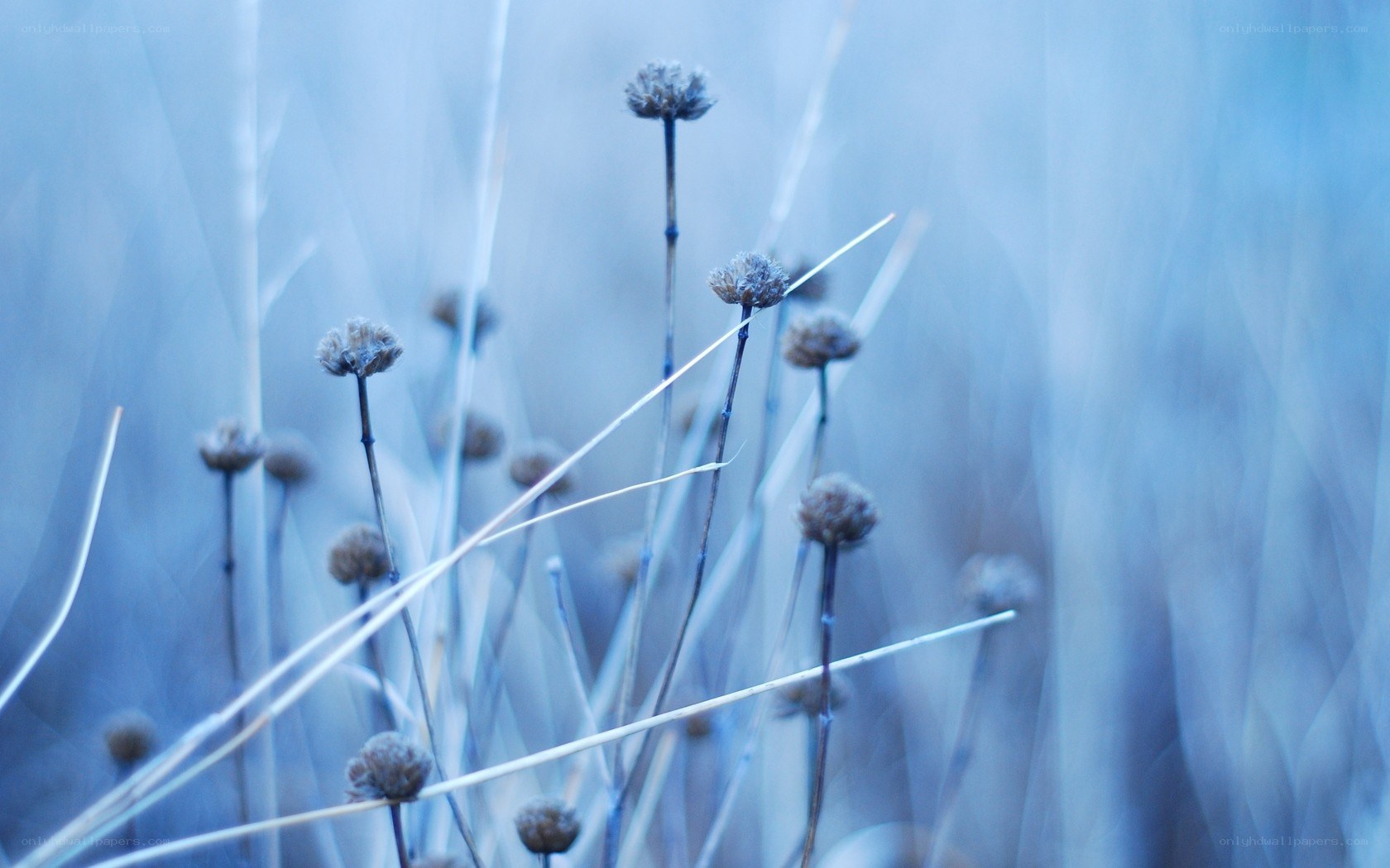 blue-toned dried flowers