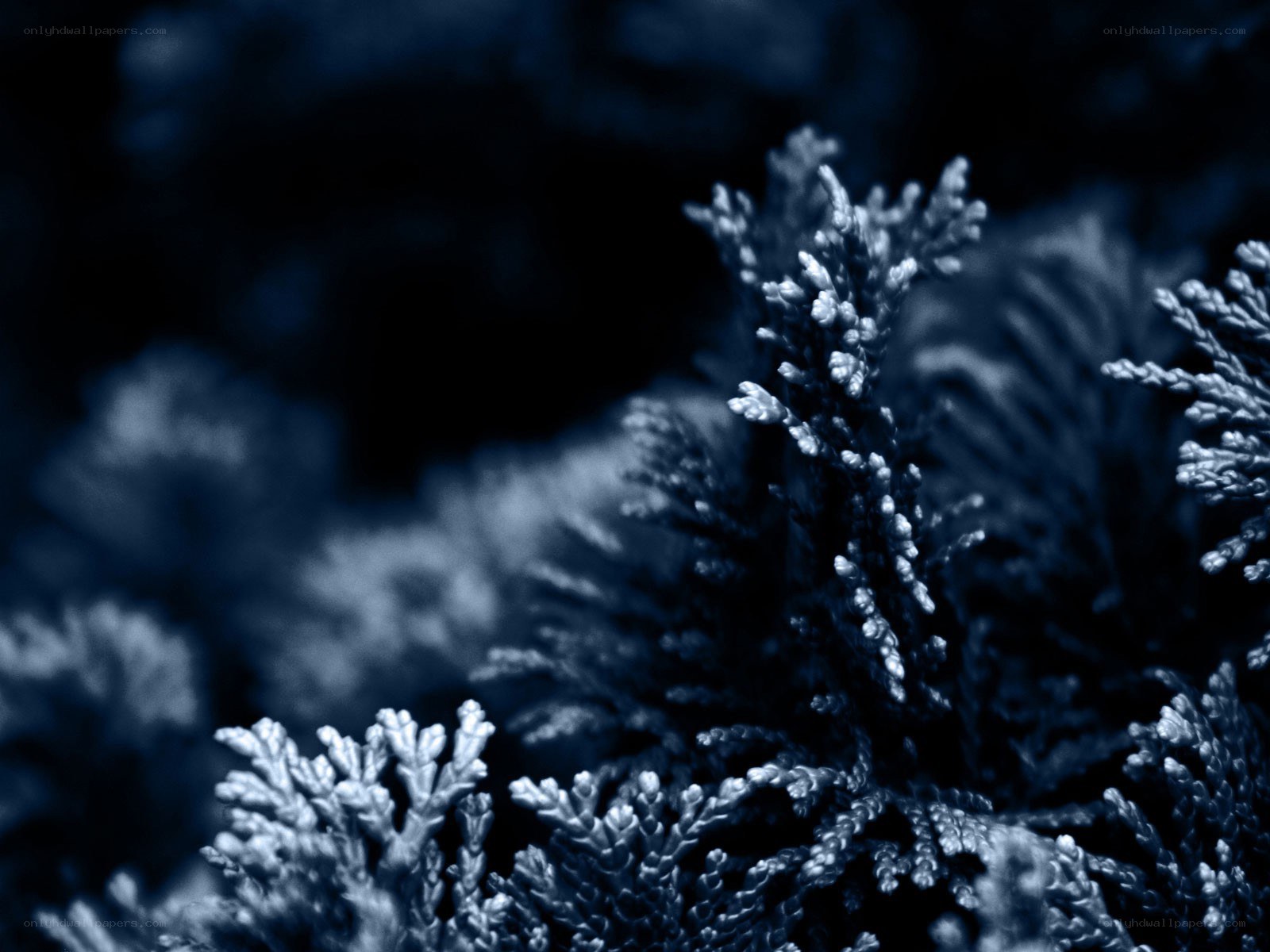 blue-toned evergreen foliage
