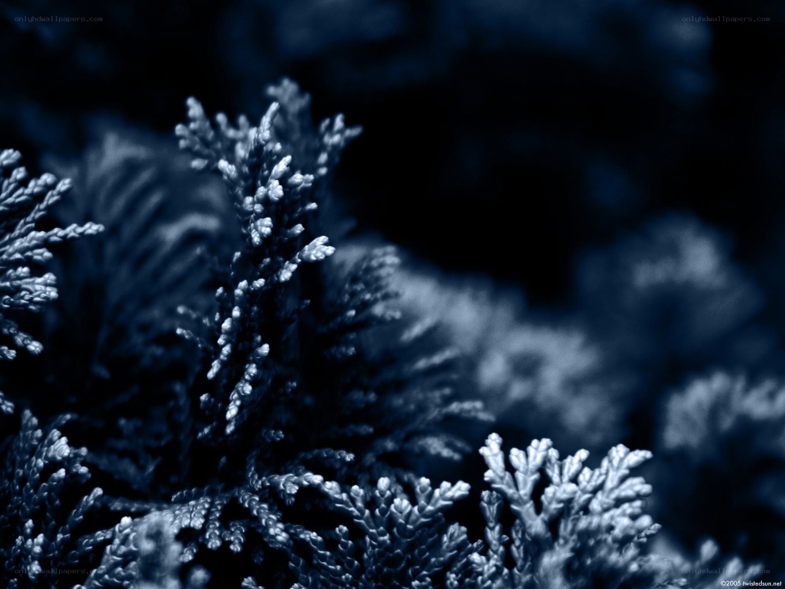 blue-toned evergreen foliage