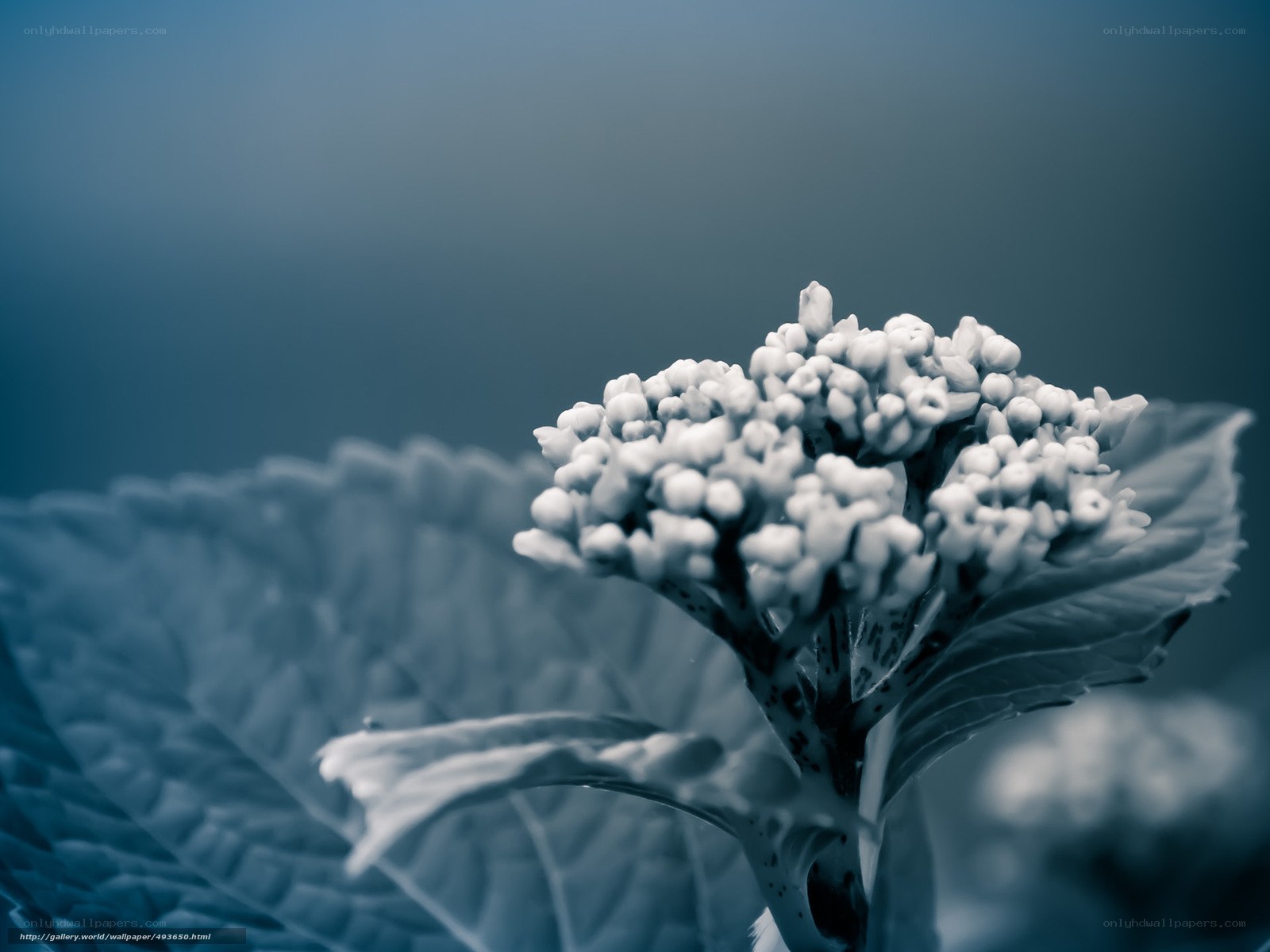 blue-toned flower bud cluster