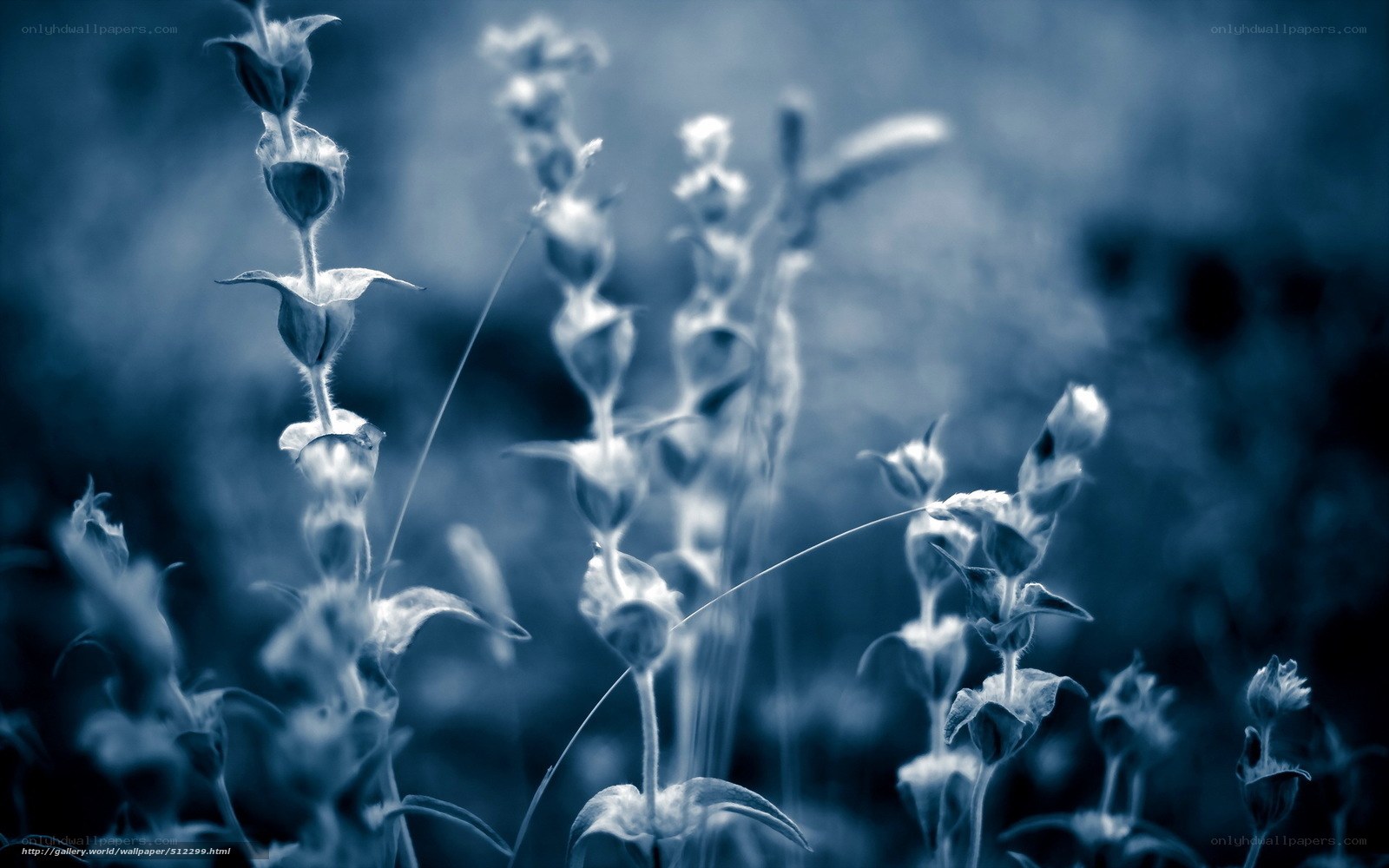 Blue-toned flower buds