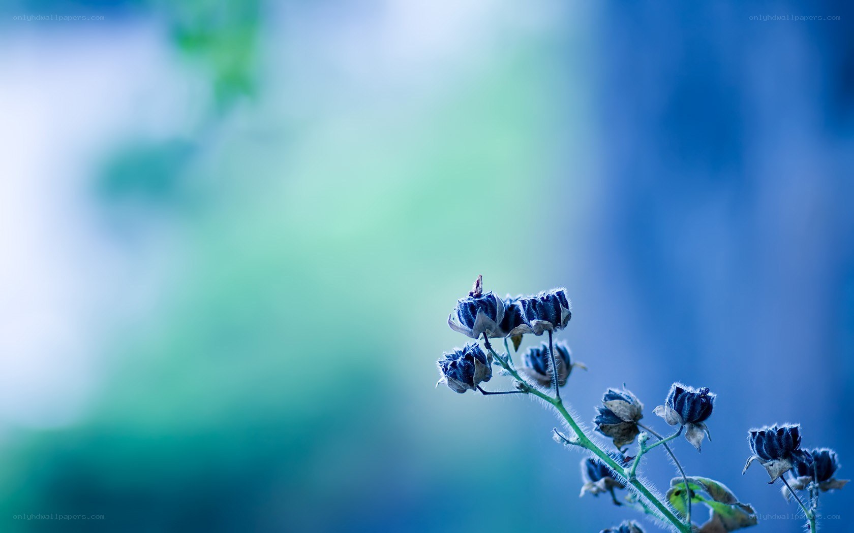 blue-toned flower buds