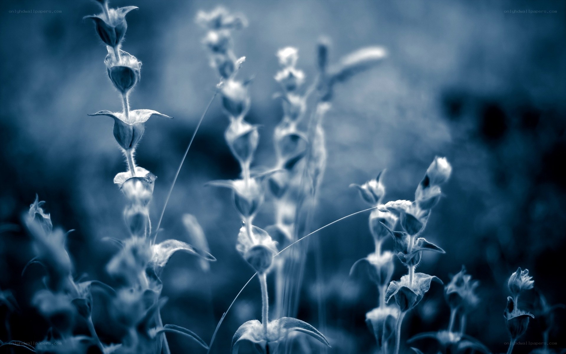 Blue-toned flower buds