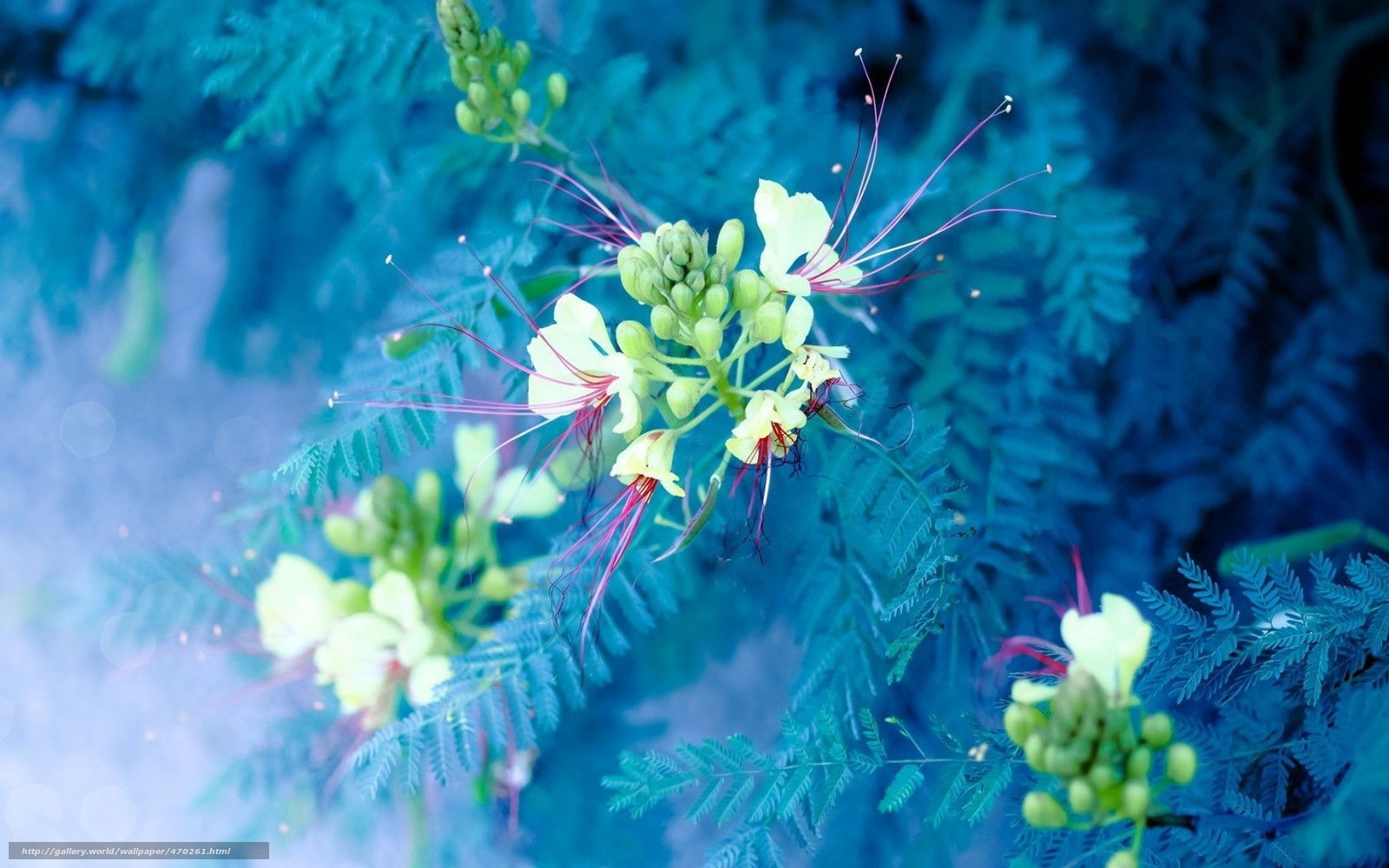 Blue-toned flower close-up