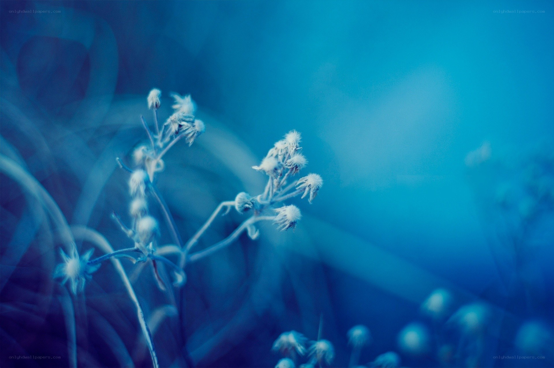 blue-toned flower close-up
