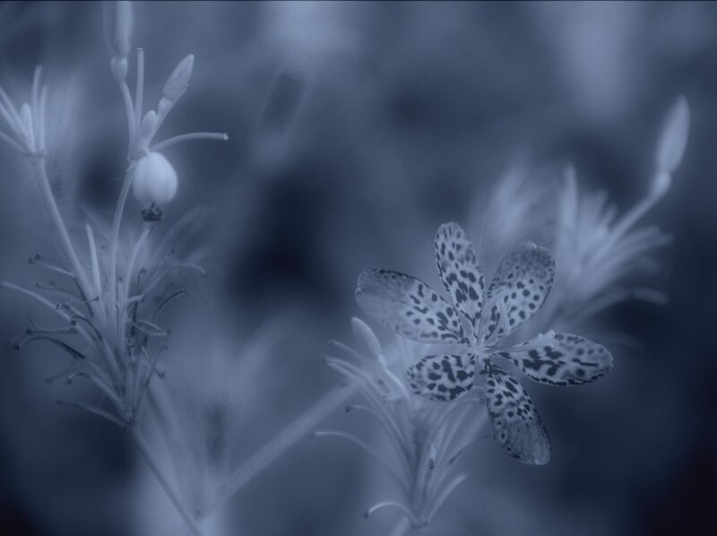 blue-toned flower close-up