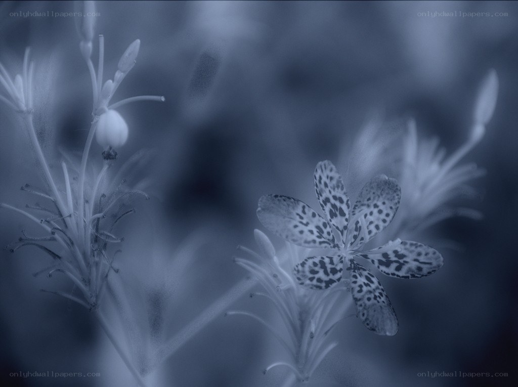 blue-toned flower close-up