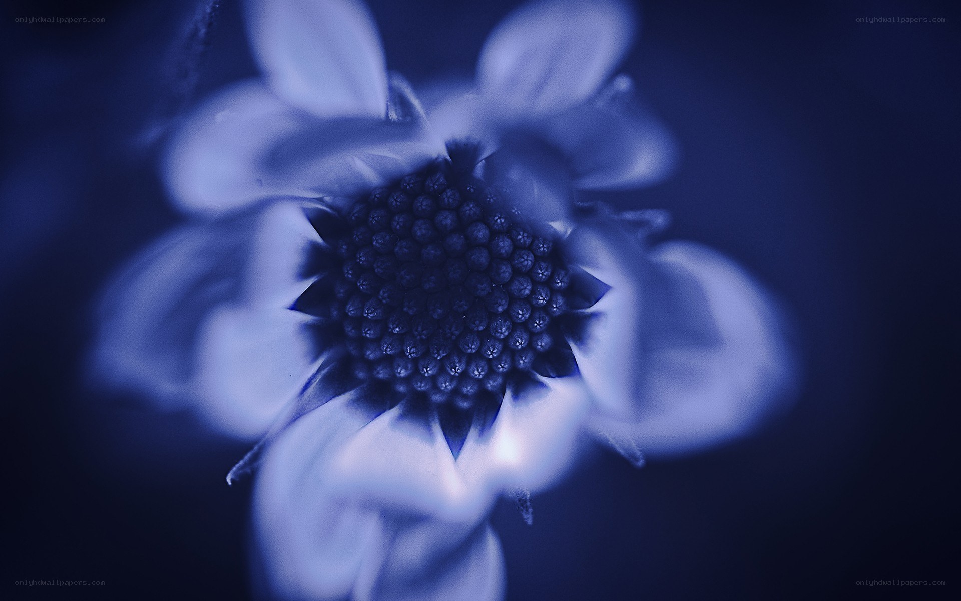 blue-toned flower close-up