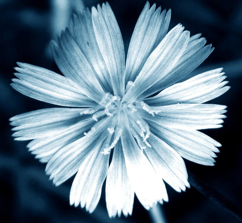 blue-toned flower close-up