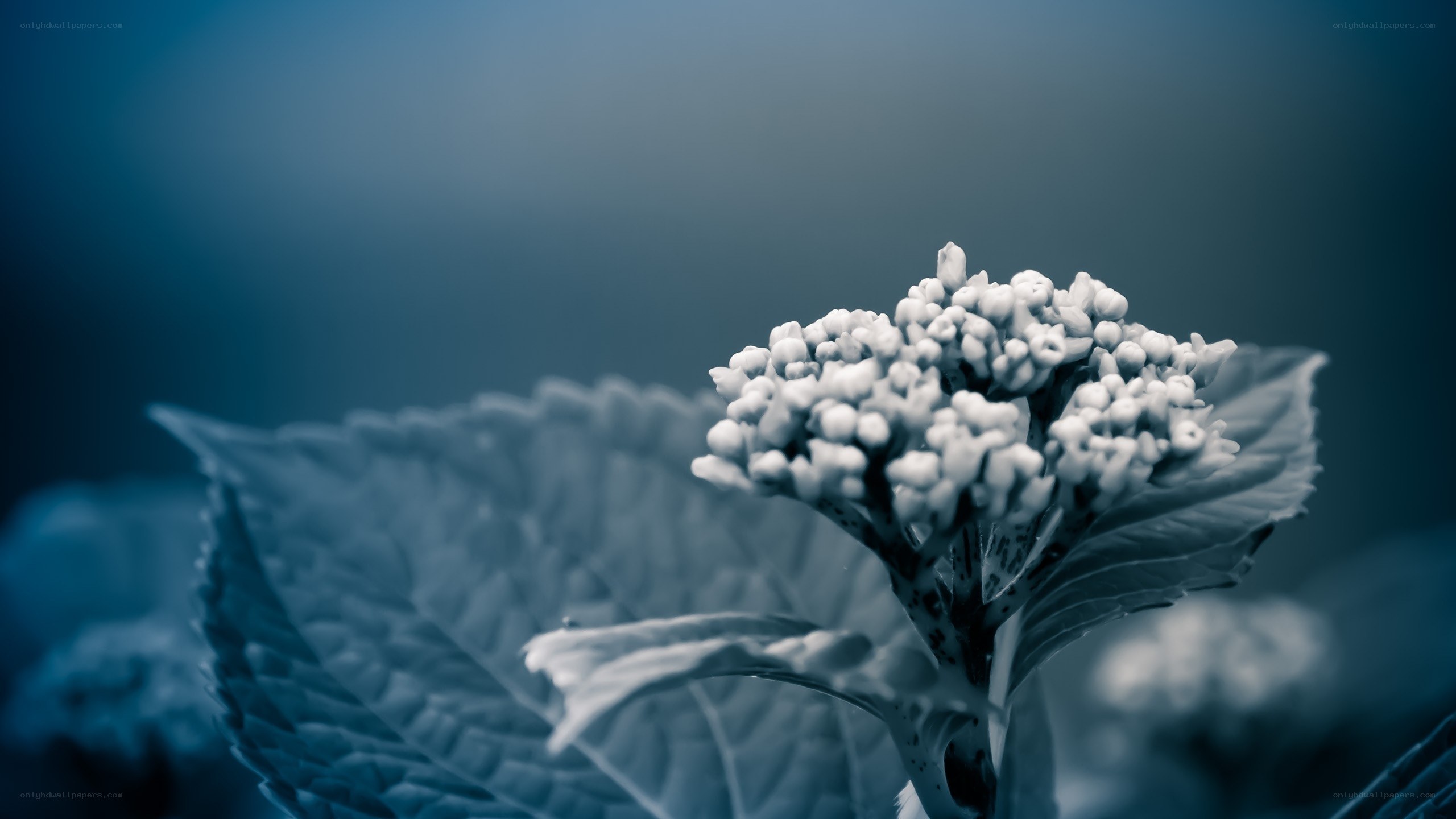 blue-toned flower close-up