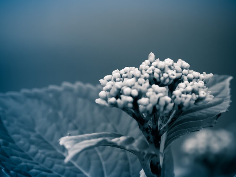 blue-toned flower cluster