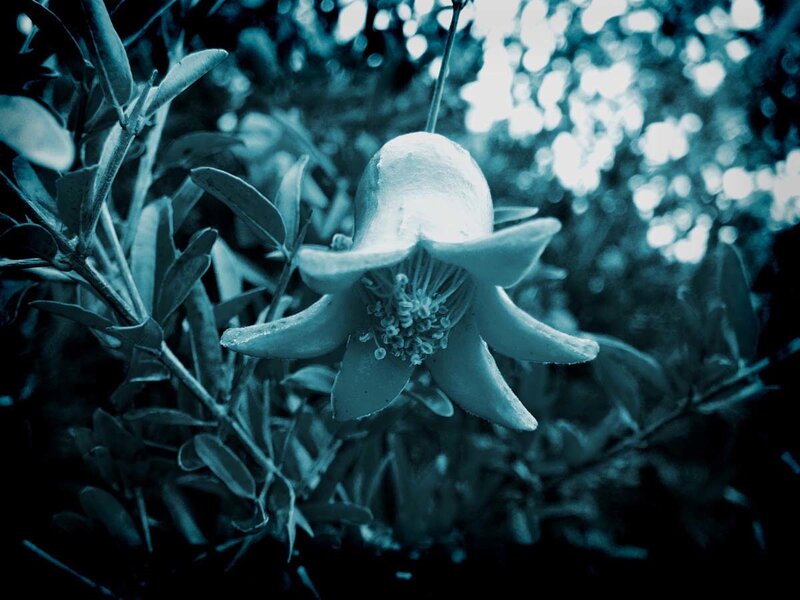 blue-toned flower in foliage