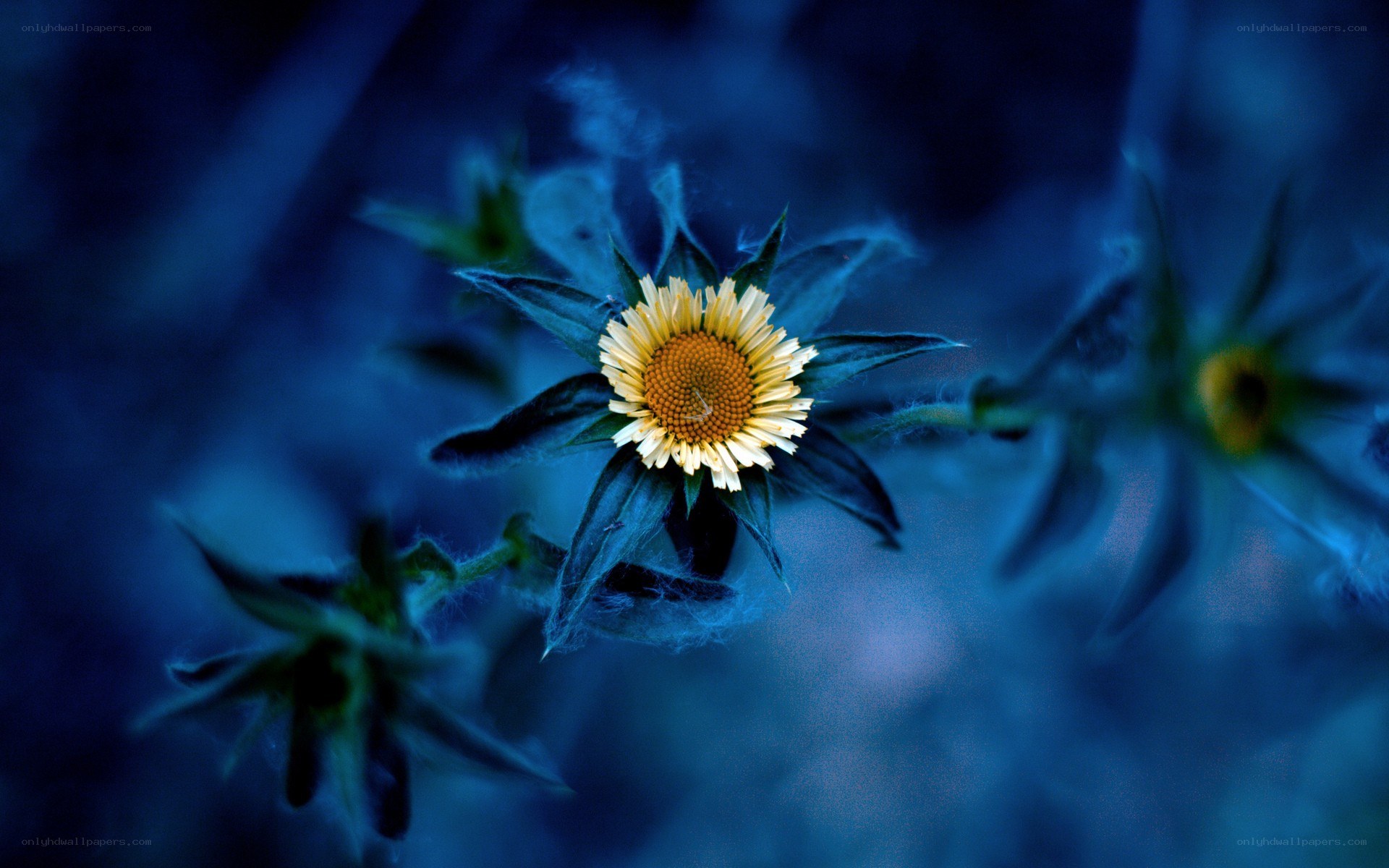 blue-toned flower in night