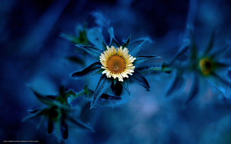Blue-toned flower in night