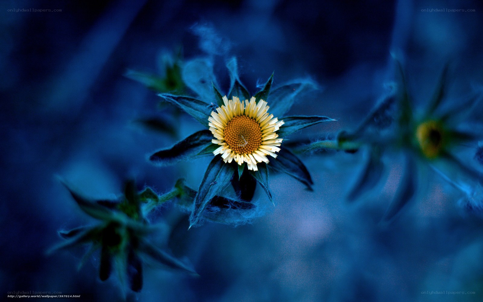 Blue-toned flower in night