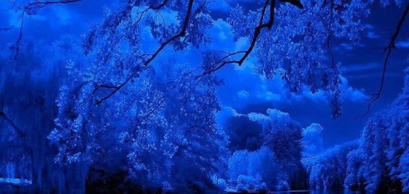Blue-toned Forest Landscape