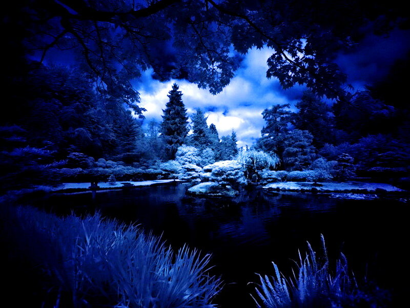 Blue-toned Forest Pond — Blue