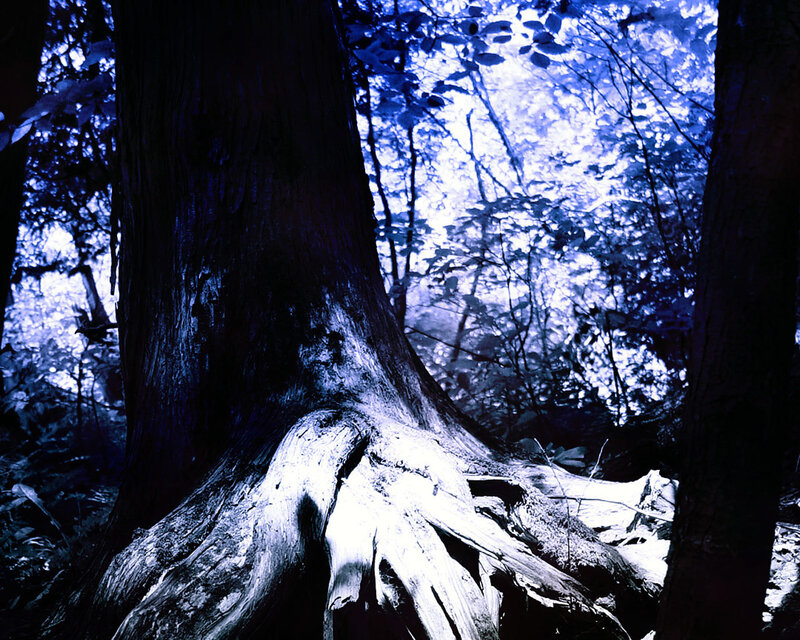 Blue-toned forest tree roots