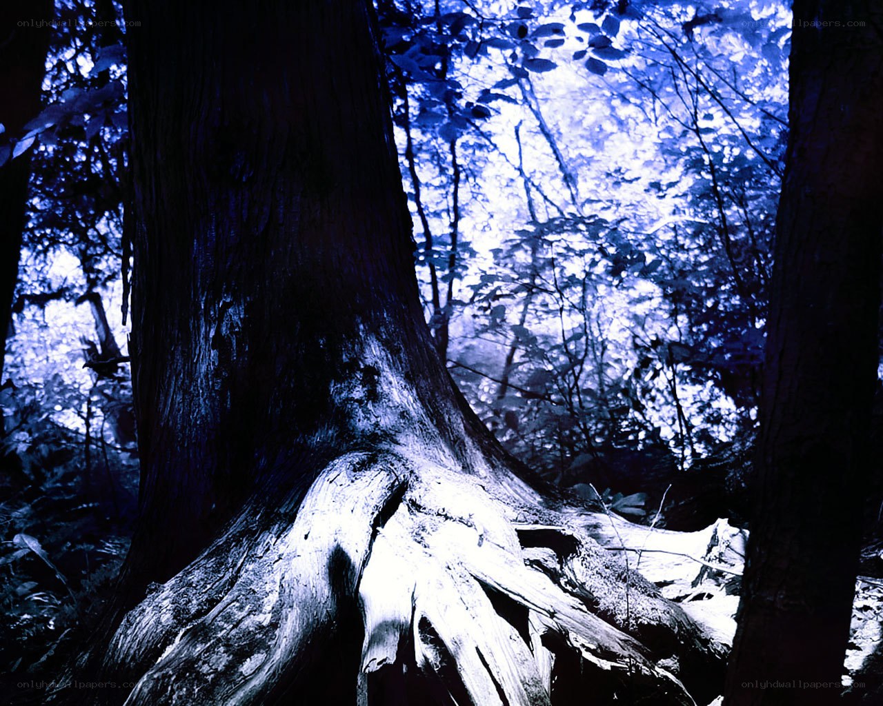 Blue-toned forest tree roots