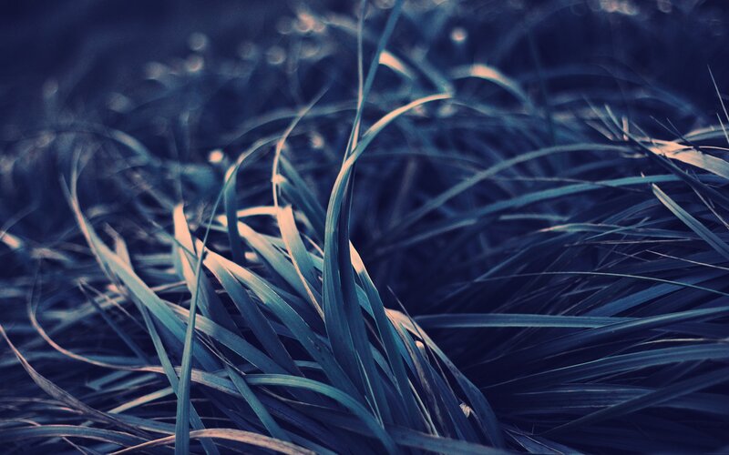 blue-toned grass blades