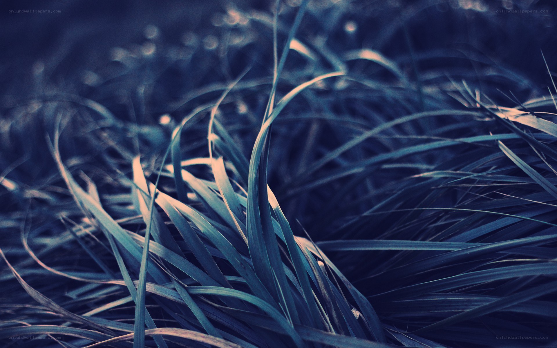 blue-toned grass blades