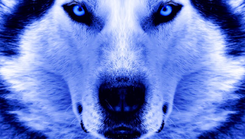 blue-toned husky close-up