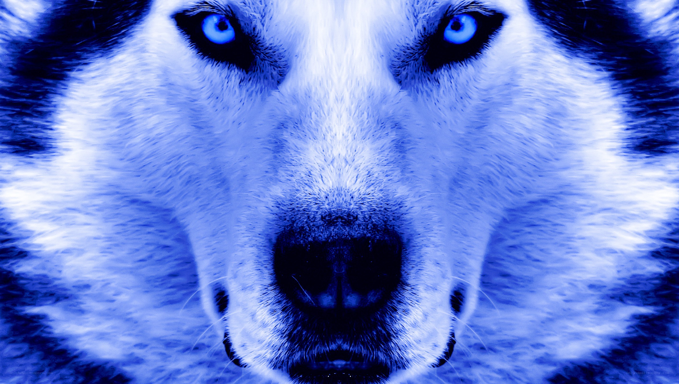 blue-toned husky close-up