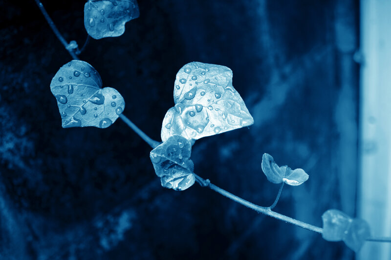Blue-toned ivy with water droplets