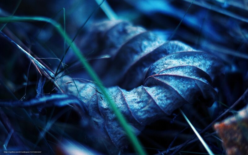 Blue-toned leaf in grass