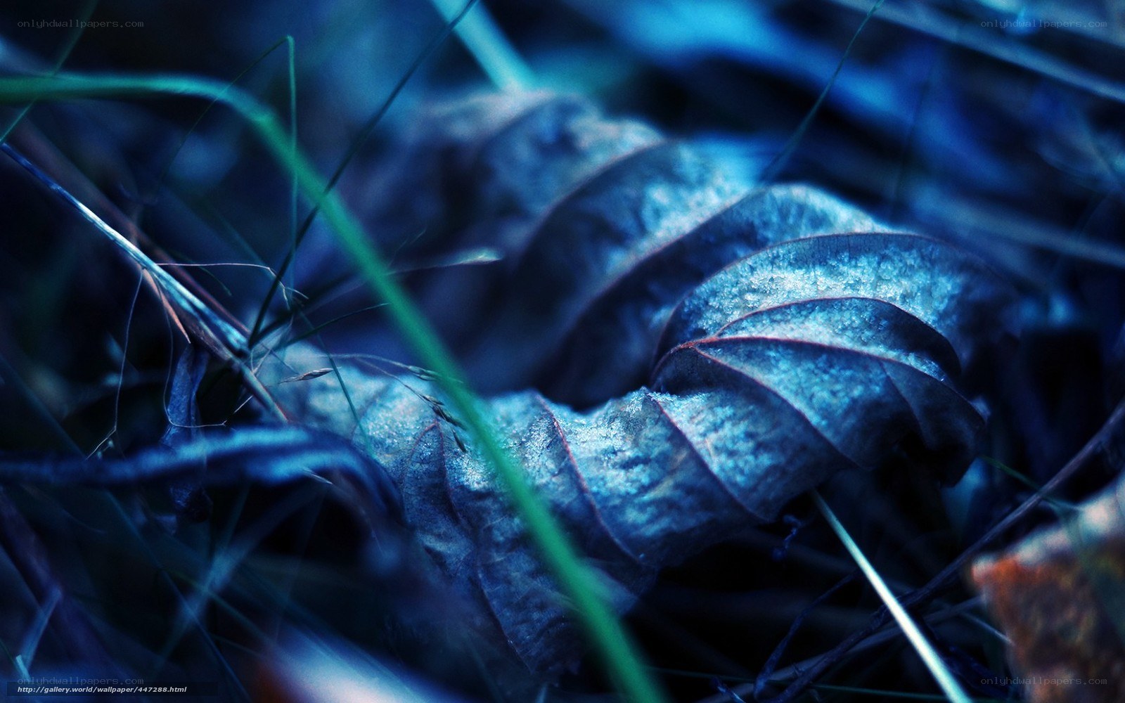 Blue-toned leaf in grass