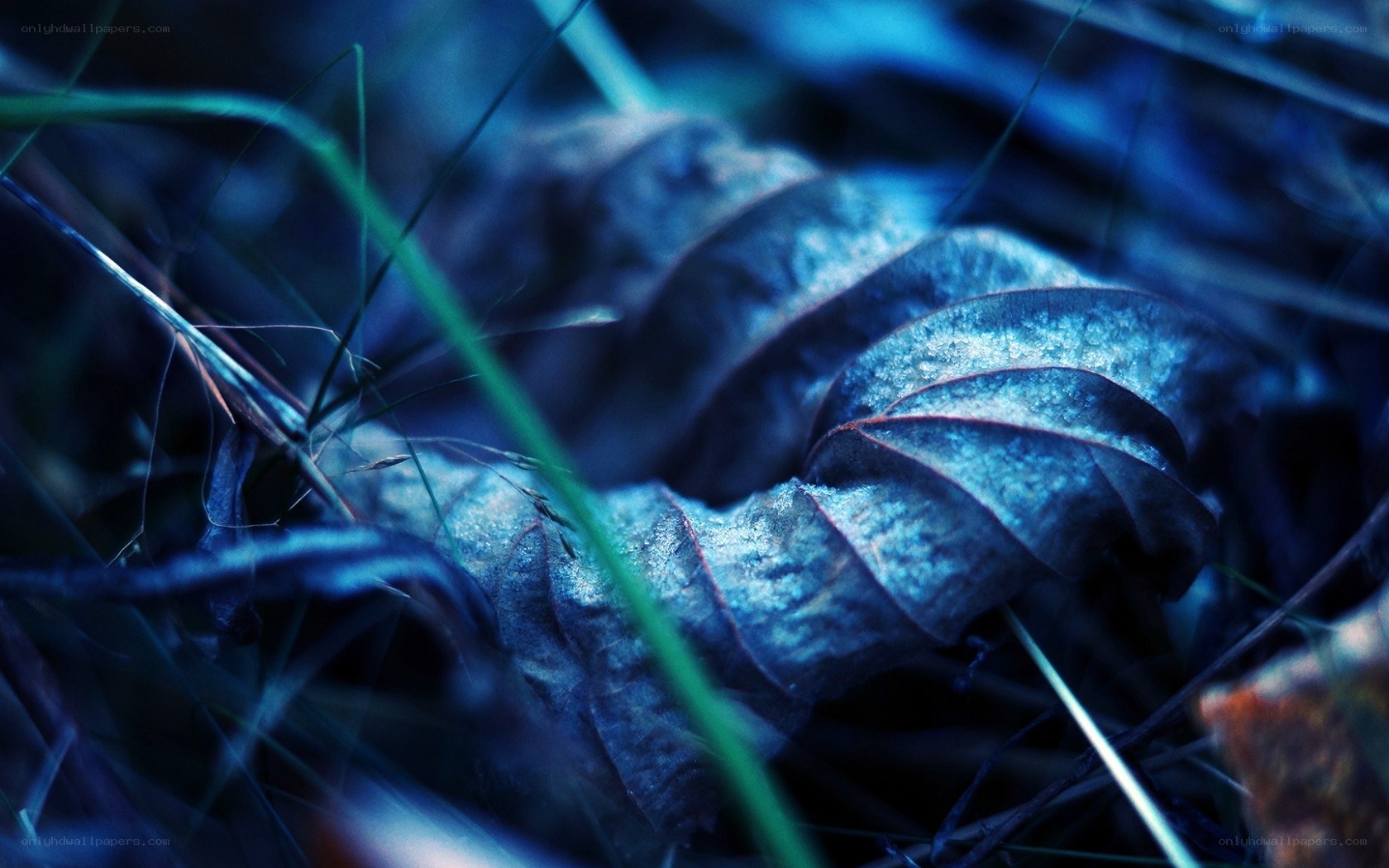 blue-toned leaf in grass