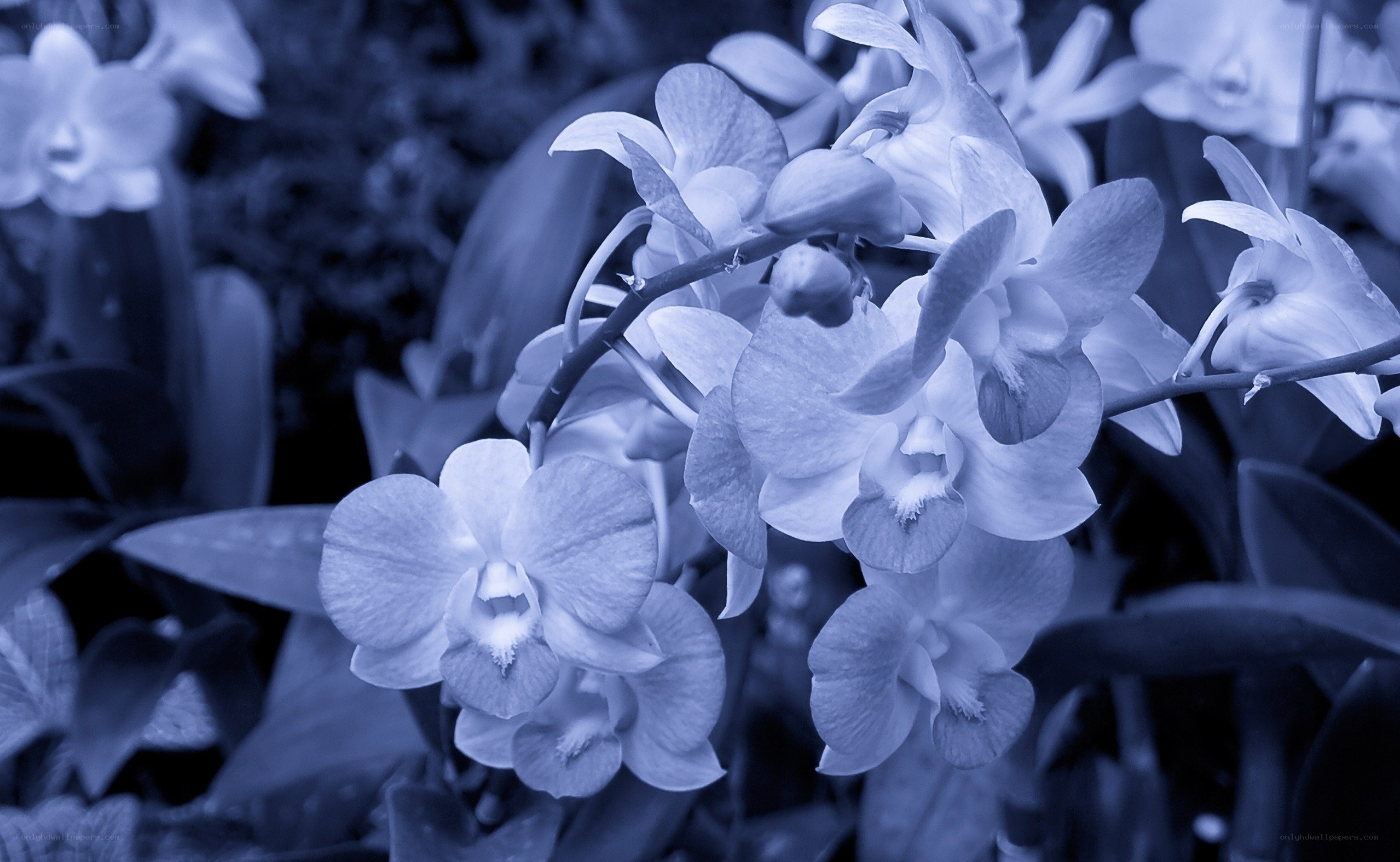 blue-toned orchid flowers