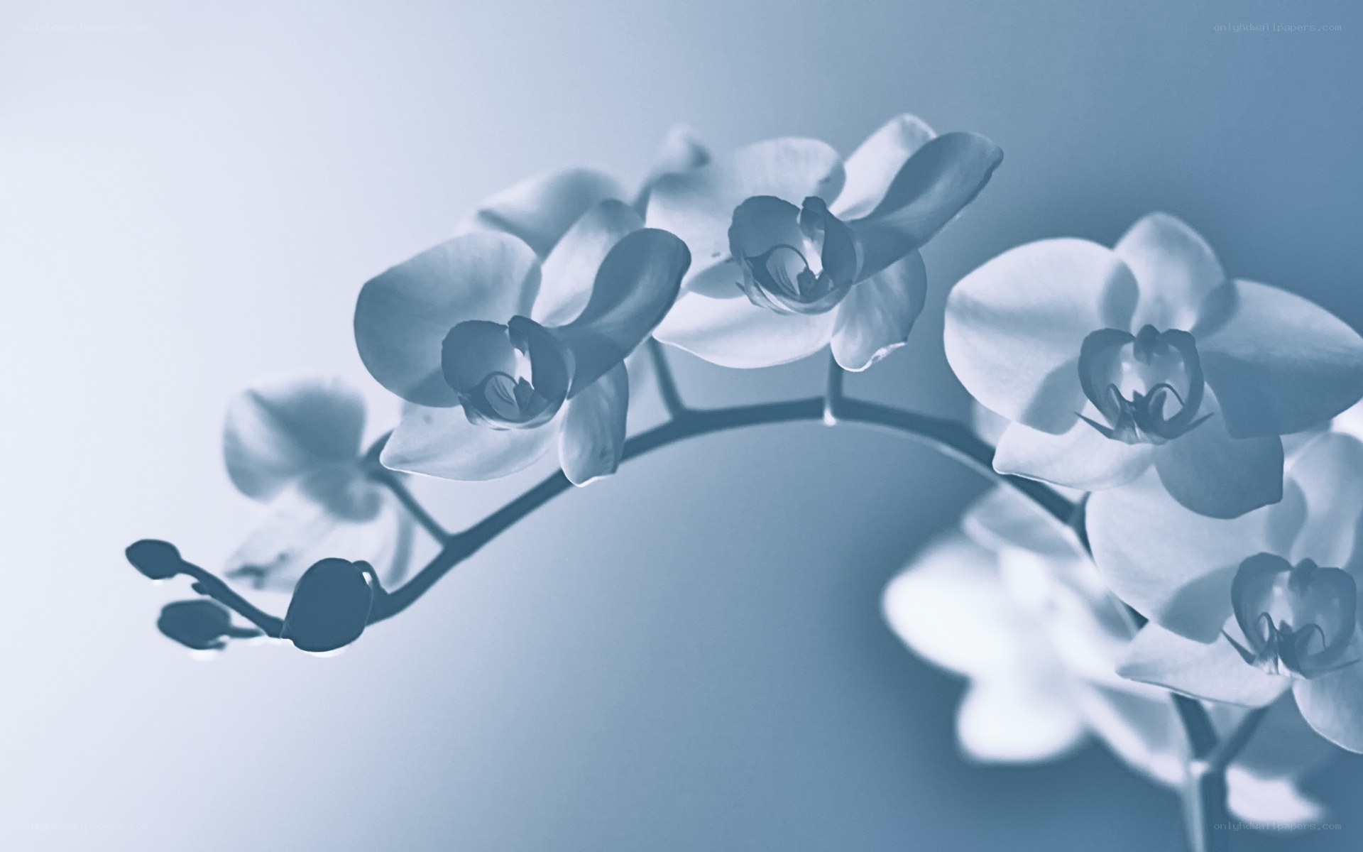 Blue-toned orchid flowers