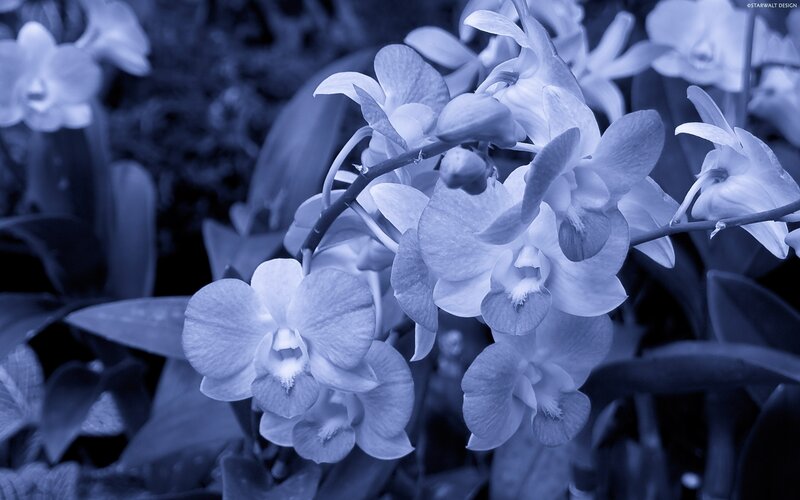 Blue-toned orchid flowers