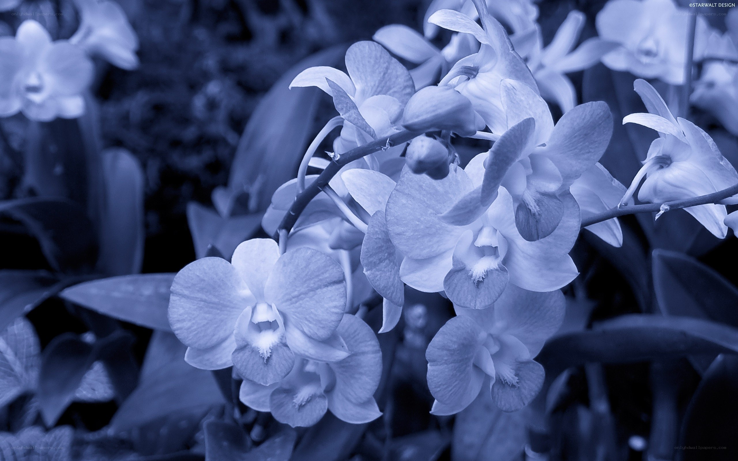 Blue-toned orchid flowers