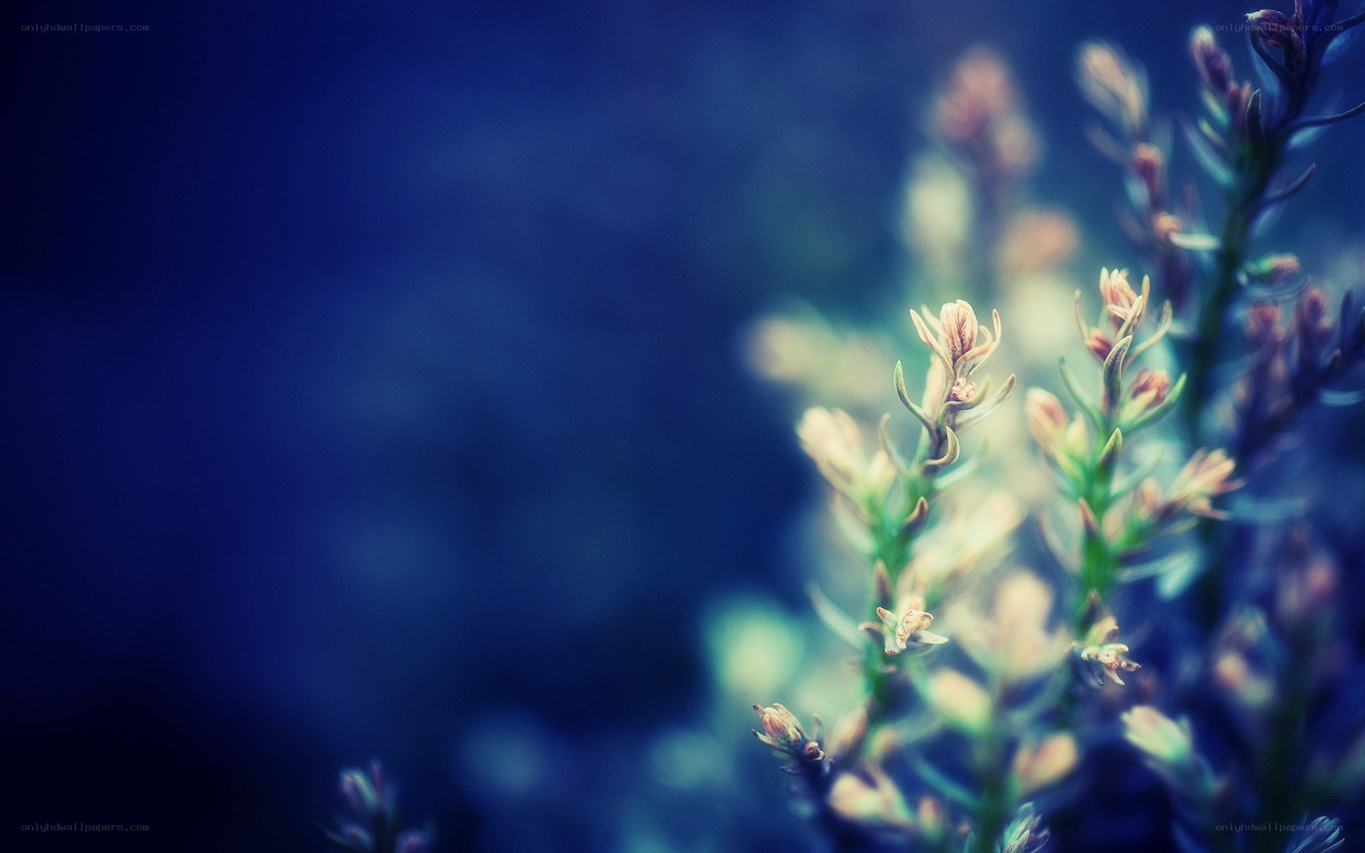 blue-toned plant buds