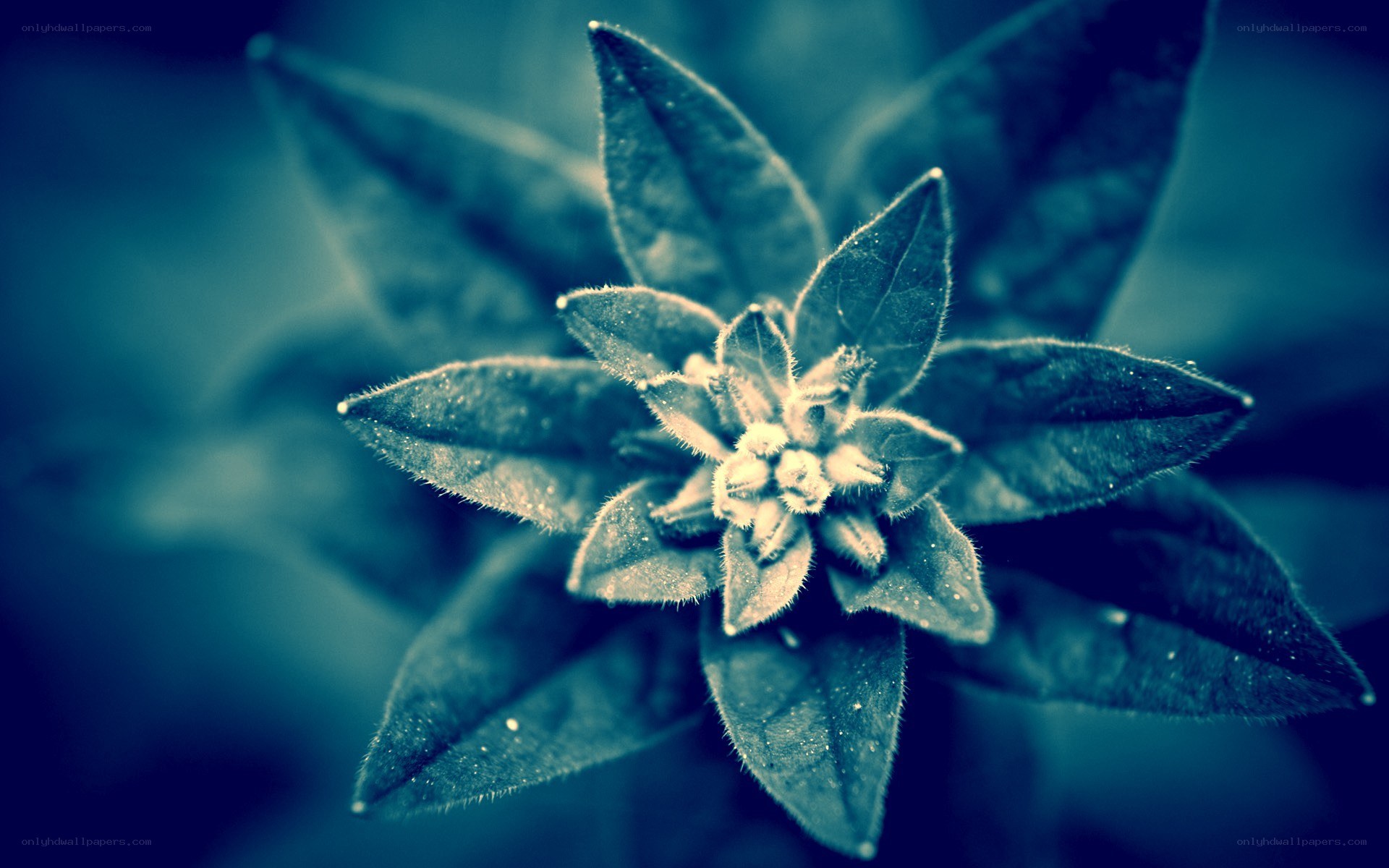 blue-toned plant close-up