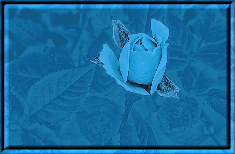Blue-toned rose bud