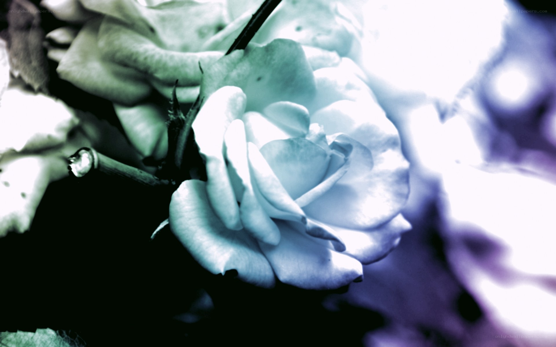 blue-toned rose close-up