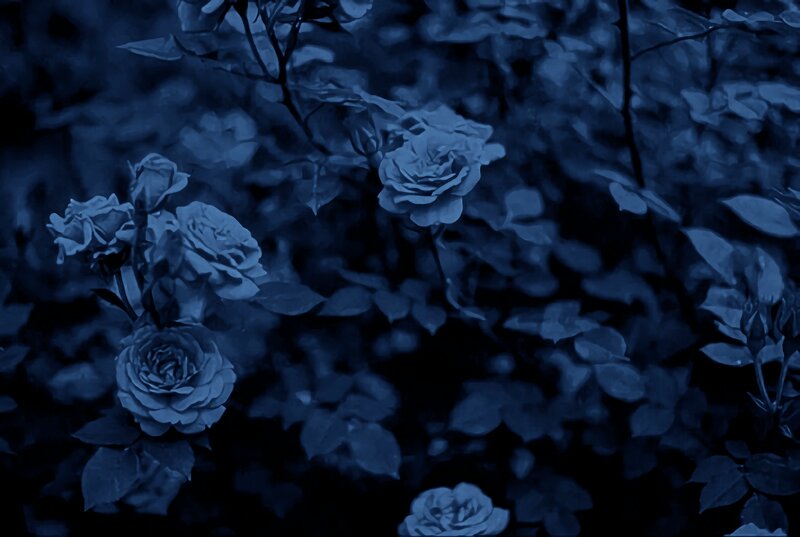 Blue-toned Roses in Bush