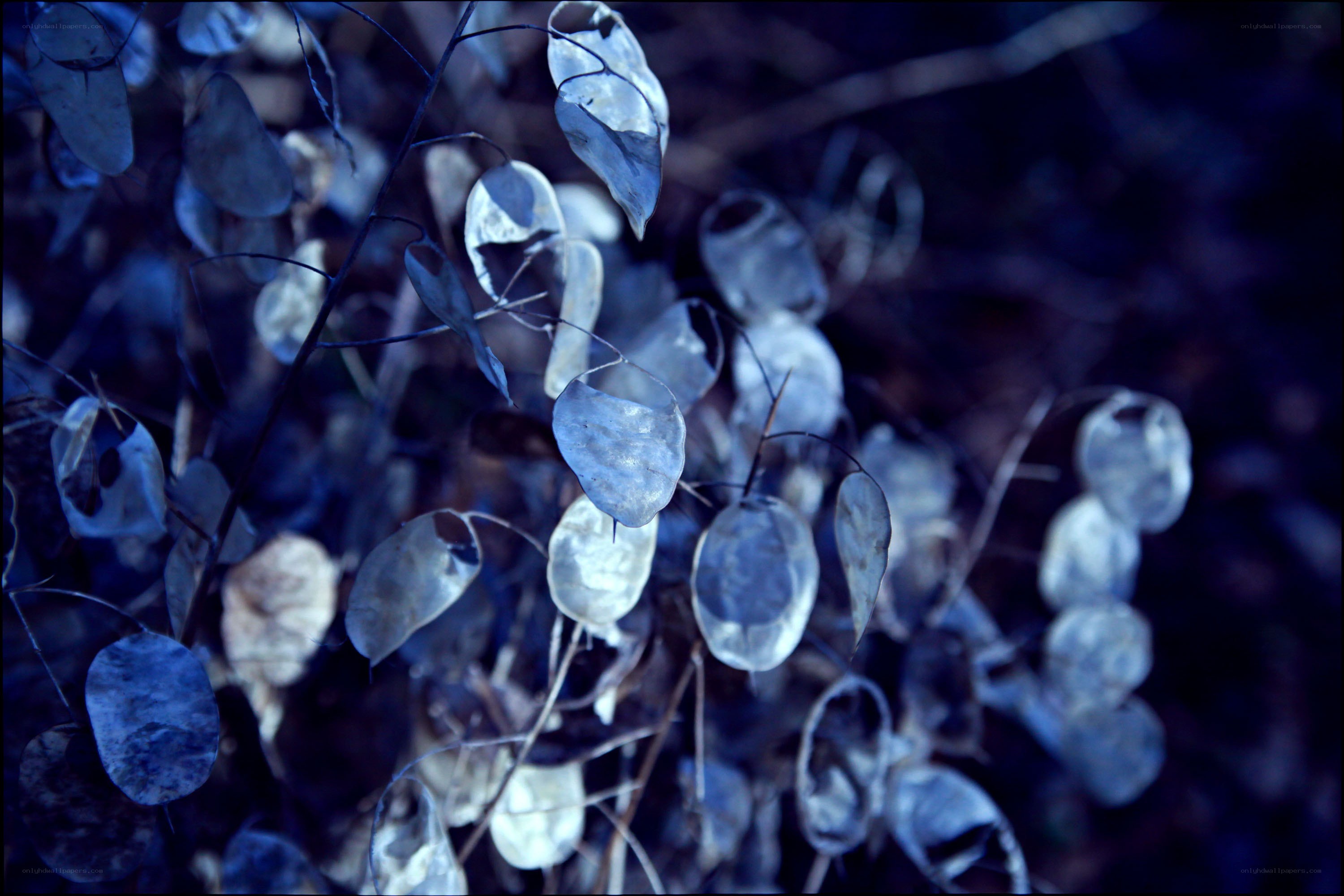 blue-toned seed pods