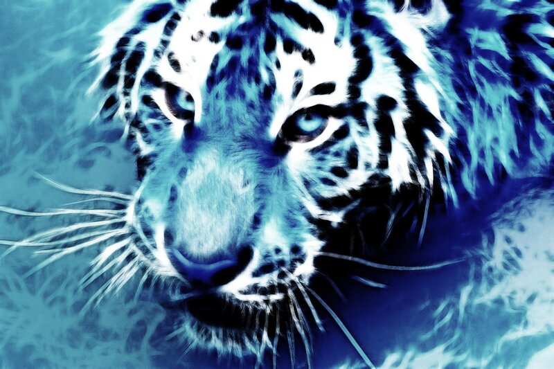 blue-toned tiger portrait
