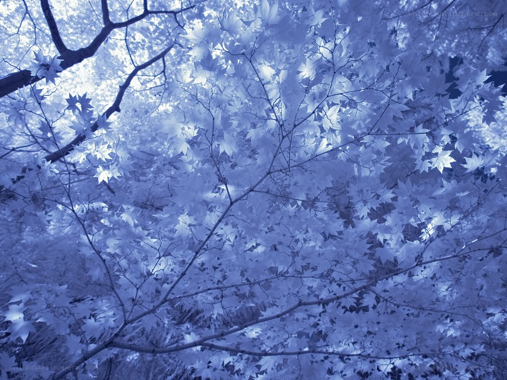 blue-toned tree canopy
