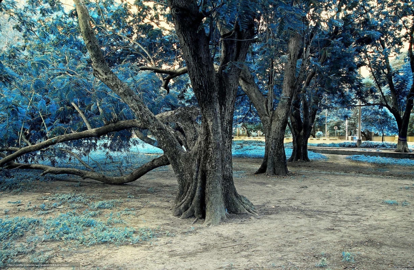 Blue-toned tree in park
